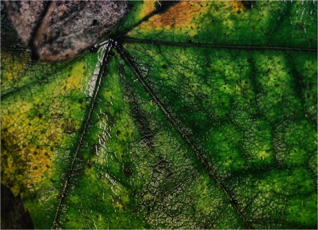 Detail Abstrakt Natur Hintergrund Blätter Textur Number 19