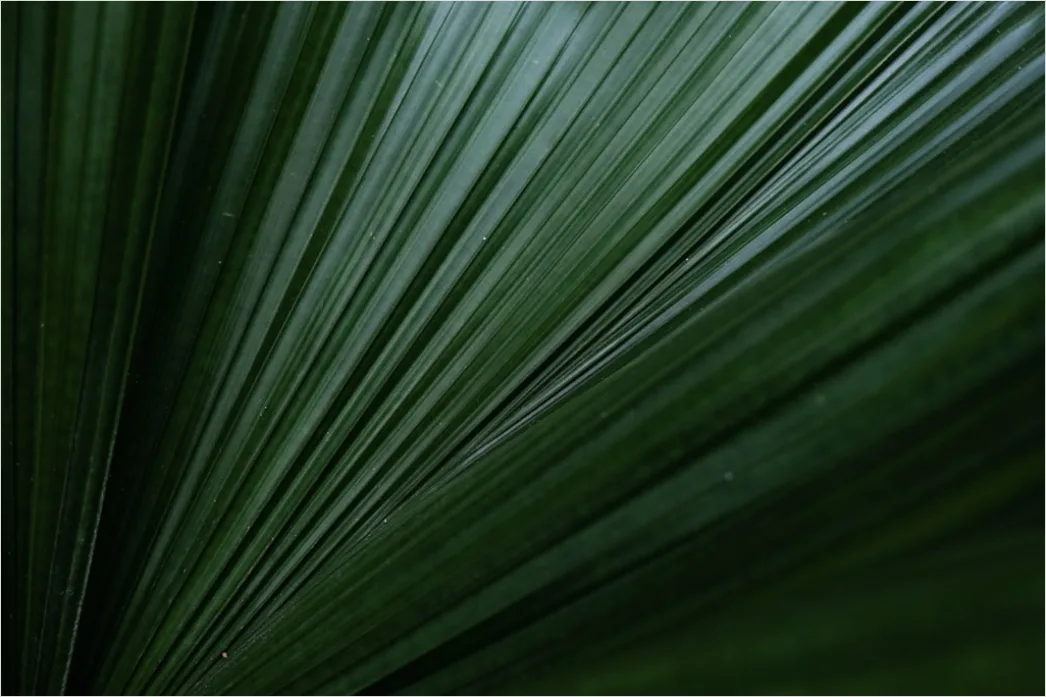 Detail Abstrakt Natur Hintergrund Blätter Textur Number 3