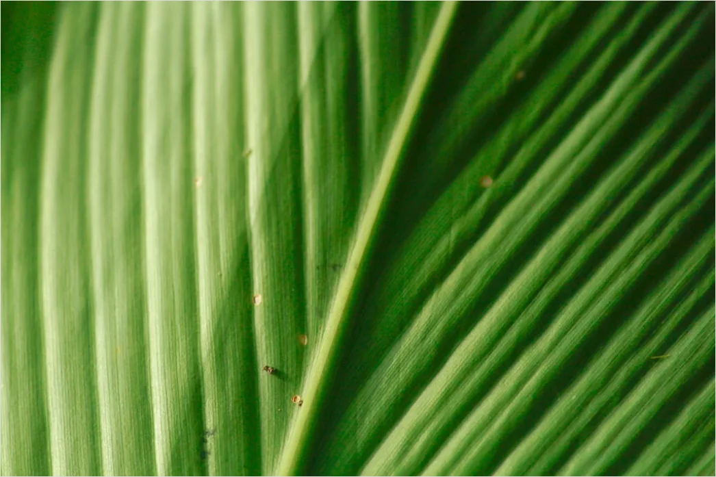 Detail Abstrakt Natur Hintergrund Blätter Textur Number 6