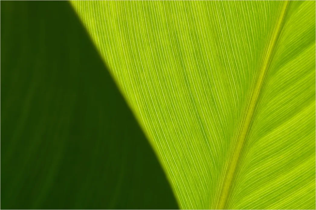 Detail Abstrakt Natur Hintergrund Blätter Textur Number 9