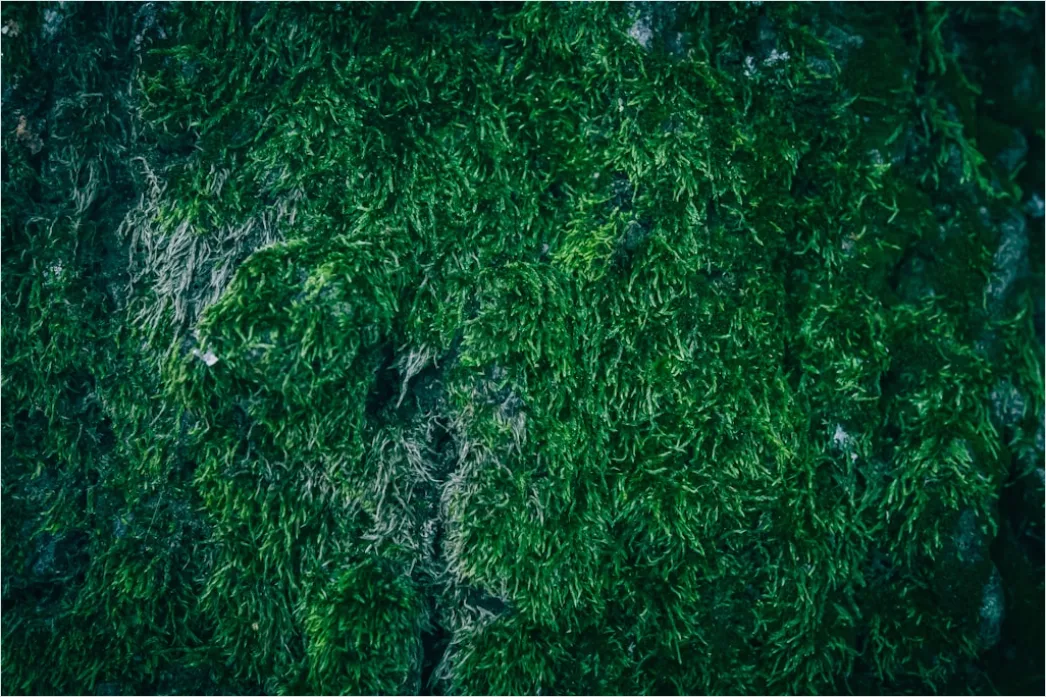 Detail Abstrakt Natur Hintergrund Moos Textur Grün Number 11
