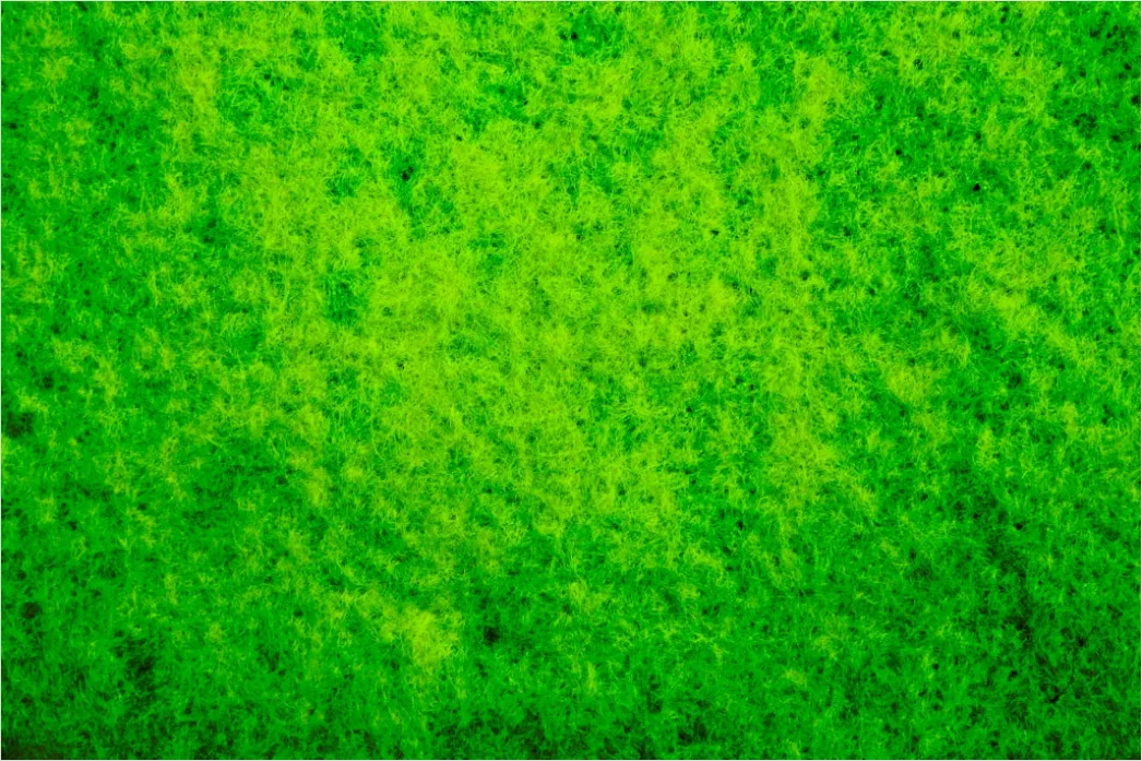 Detail Abstrakt Natur Hintergrund Moos Textur Grün Number 14