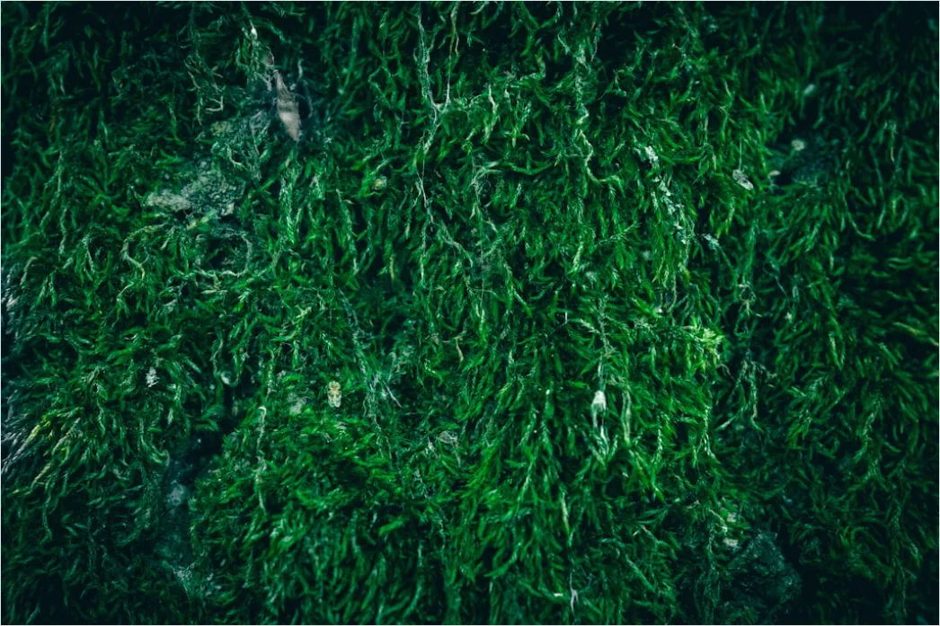 Detail Abstrakt Natur Hintergrund Moos Textur Grün Number 18