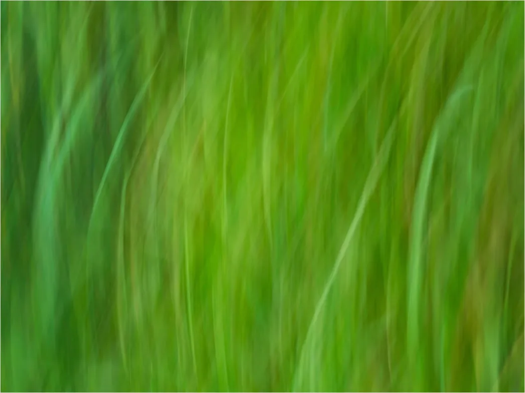 Detail Abstrakt Natur Hintergrund Moos Textur Grün Number 19