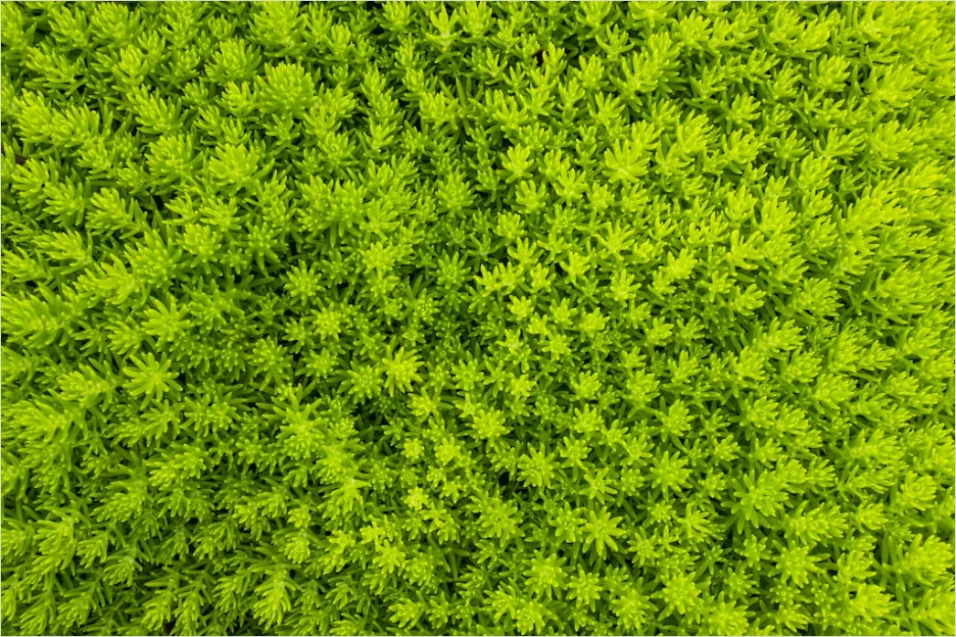 Detail Abstrakt Natur Hintergrund Moos Textur Grün Number 7