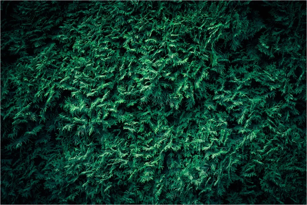 Detail Abstrakt Natur Hintergrund Moos Textur Grün Number 8