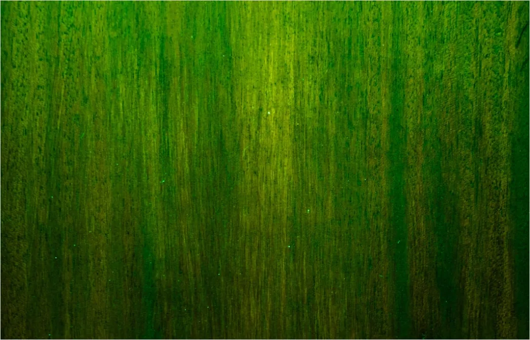 Detail Abstrakt Natur Hintergrund Moos Textur Grün Number 9