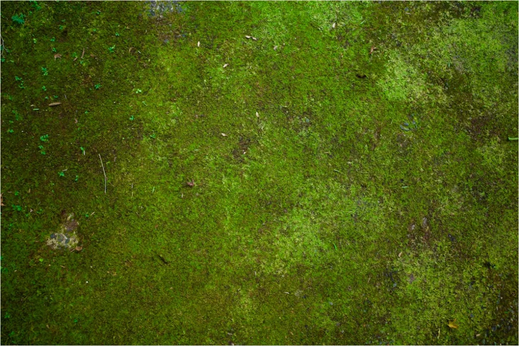 Detail Abstrakt Natur Hintergrund Moos Textur Grün Number 10