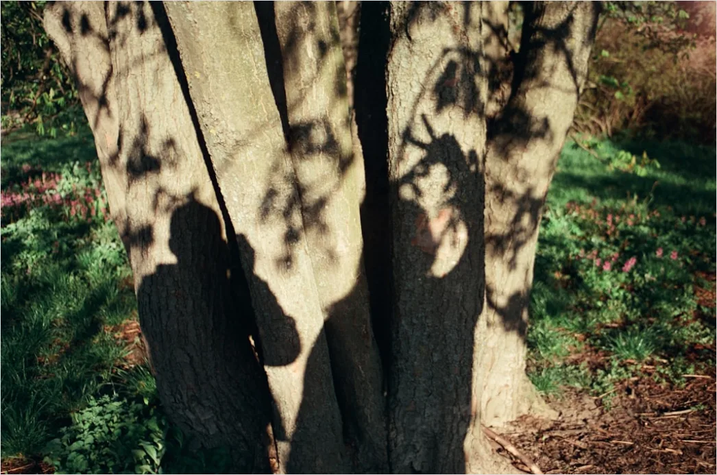 Detail Creative Double Exposure Portrait Forest Silhouette Number 13