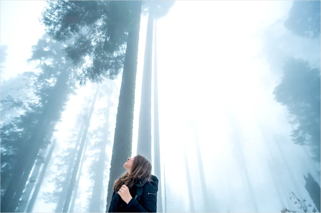 Detail Creative Double Exposure Portrait Forest Silhouette Number 18