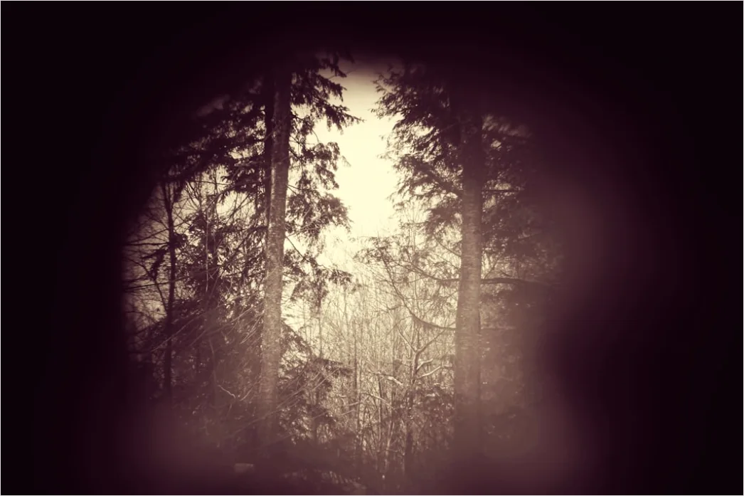 Detail Creative Double Exposure Portrait Forest Silhouette Number 9