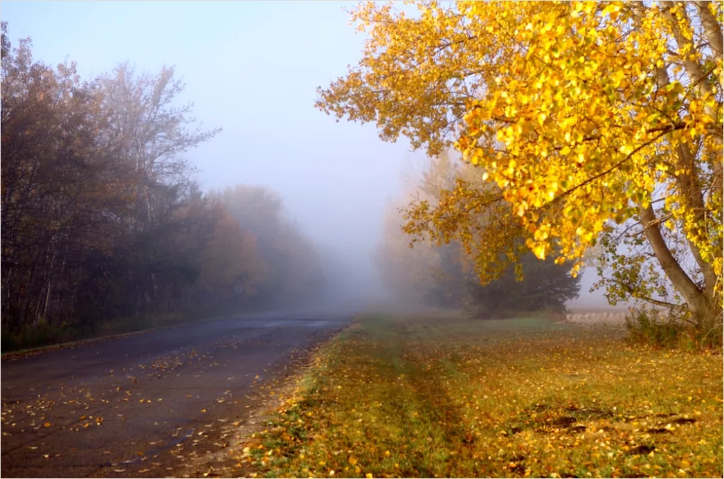 Detail Empty Road Fog Morning Atmospheric Landscape Number 14