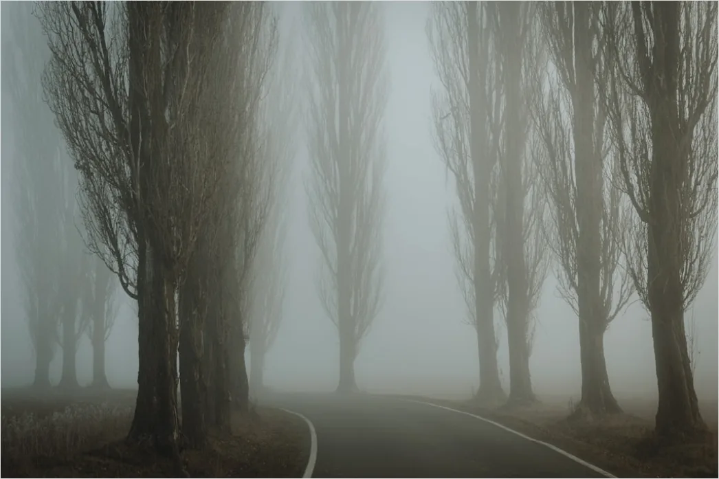 Detail Empty Road Fog Morning Atmospheric Landscape Number 4