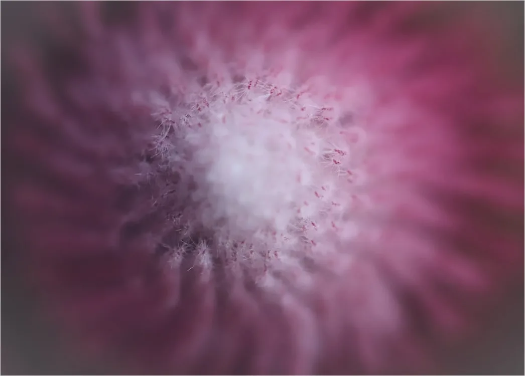Detail Fraktal Blume Abstrakt Hintergrund Symmetrisch Number 12
