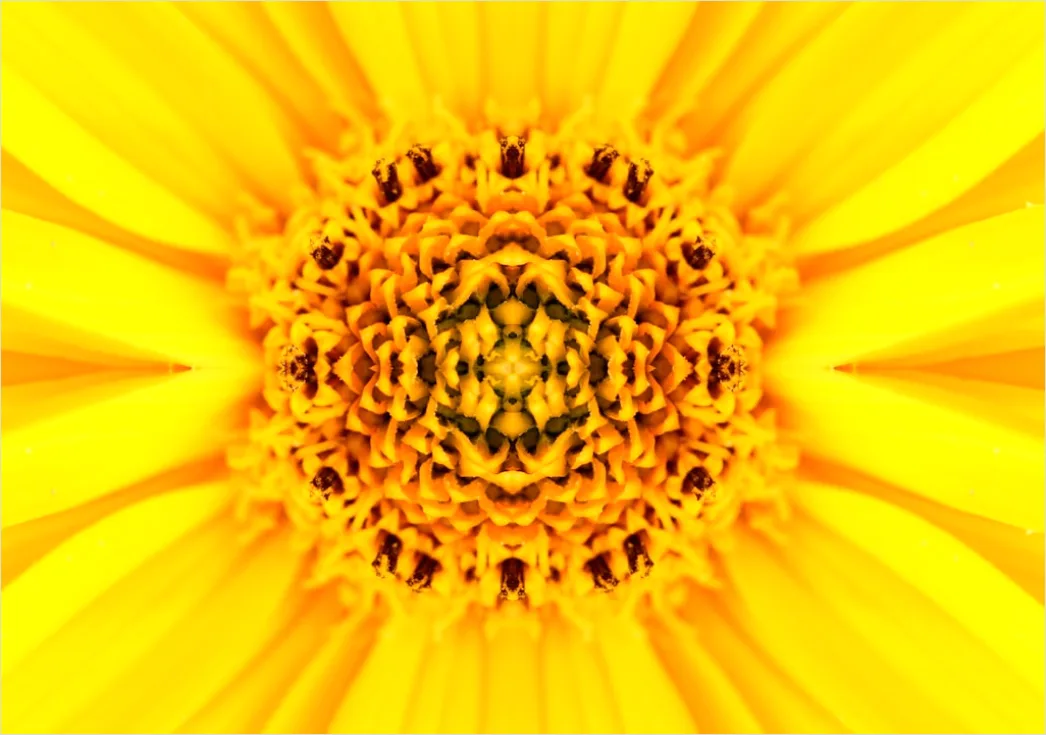 Detail Fraktal Blume Abstrakt Hintergrund Symmetrisch Number 7