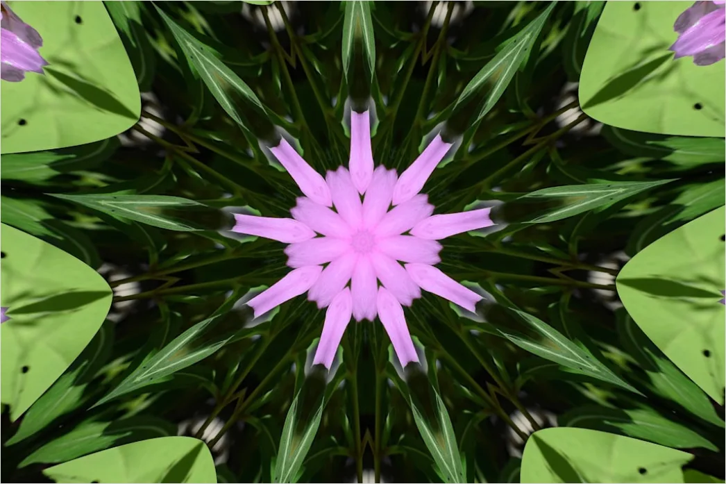 Detail Fraktal Blume Abstrakt Hintergrund Symmetrisch Number 8