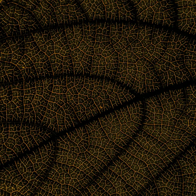Detail Fraktal Muster Abstrakt Hintergrund Gold Schwarz Number 7