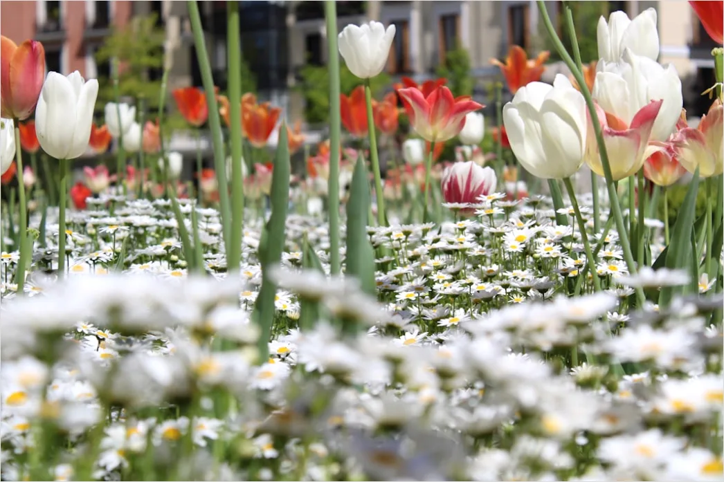Detail Frühlingsfest Outdoor Dekoration Blumen Bunt Number 16