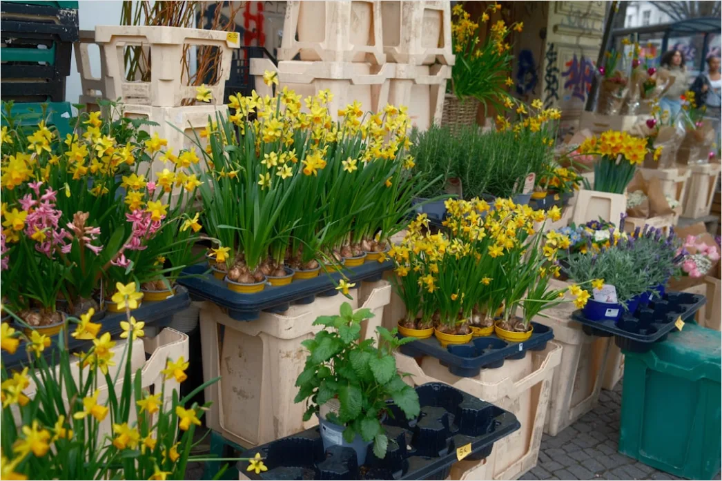 Detail Frühlingsfest Outdoor Dekoration Blumen Bunt Number 3