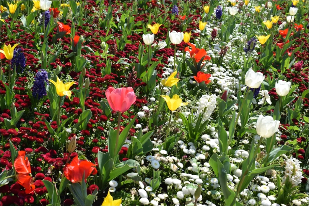 Detail Frühlingsfest Outdoor Dekoration Blumen Bunt Number 4