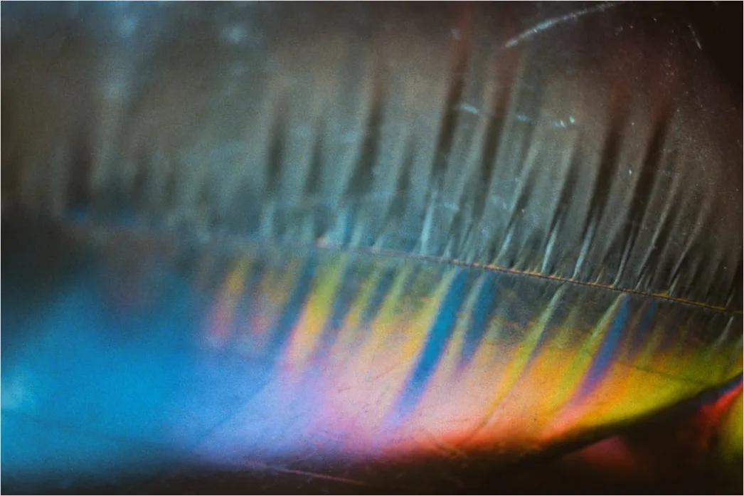 Detail Lichtbrechung Abstrakt Regenbogen Spektrum Makro Number 6