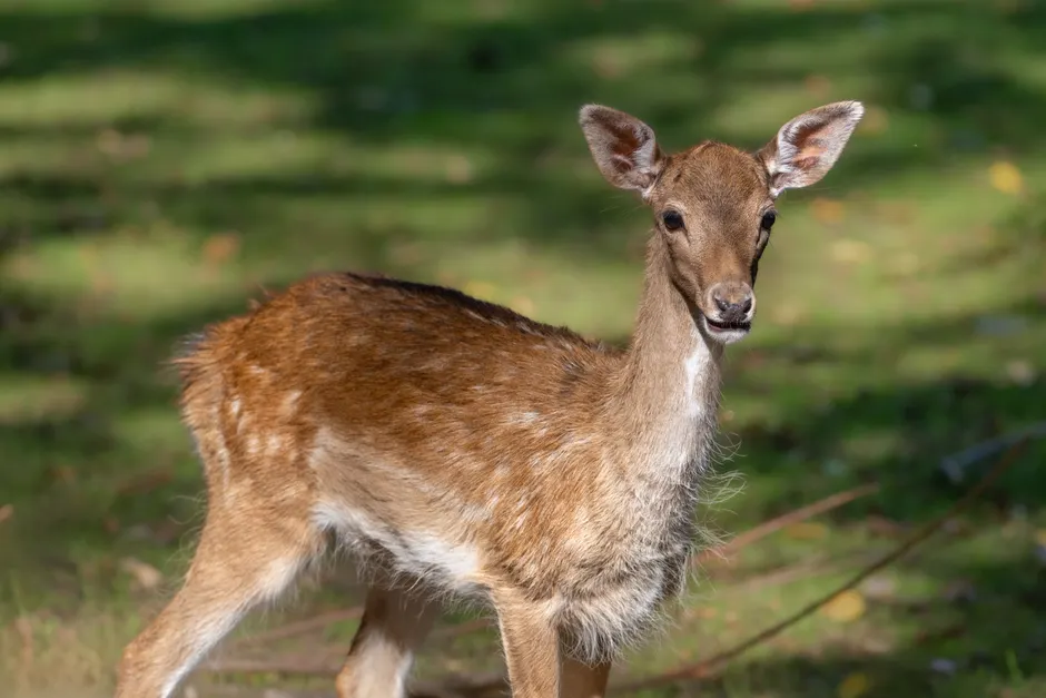 Detail Mathematische Abstraktion Fraktal Hintergrund Number 2