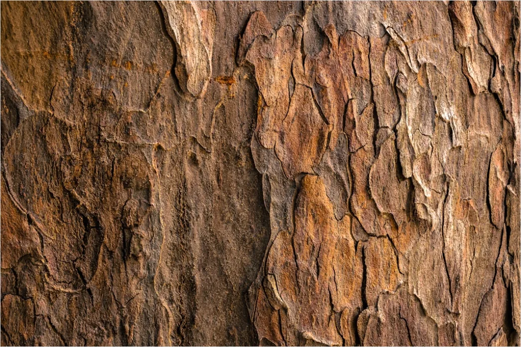 Natur Abstrakt Hintergrund Rinde Baum Textur 5150