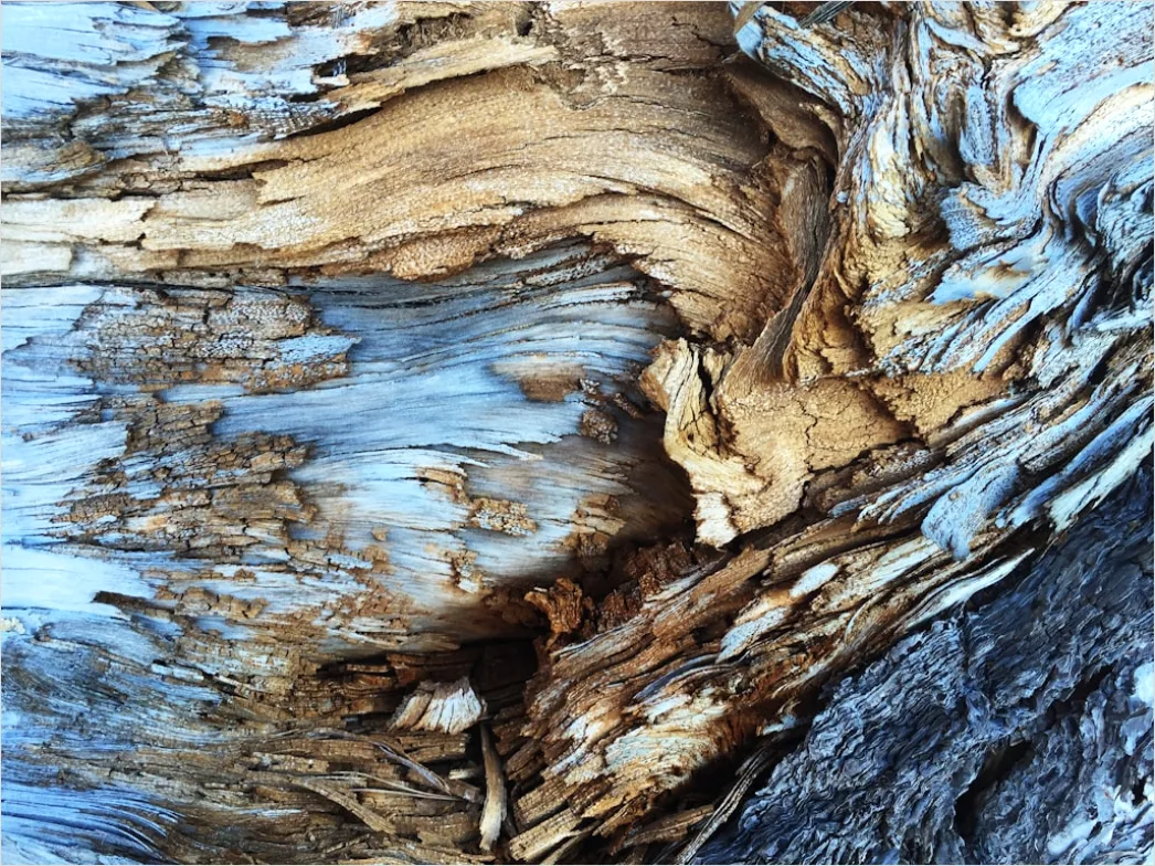 Detail Natur Abstrakt Hintergrund Rinde Baum Textur Number 2