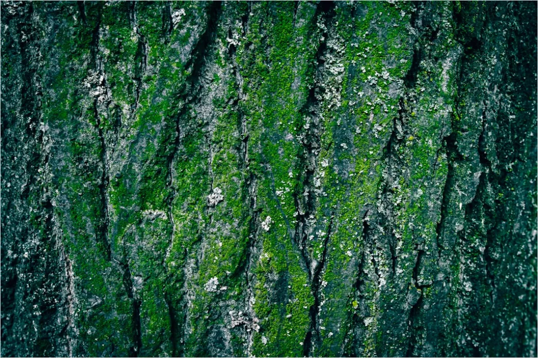 Detail Natur Abstrakt Hintergrund Rinde Baum Textur Number 12