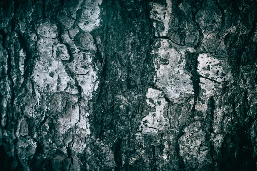 Detail Natur Abstrakt Hintergrund Rinde Baum Textur Number 13