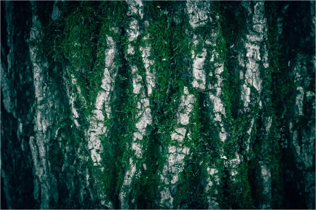 Detail Natur Abstrakt Hintergrund Rinde Baum Textur Number 15