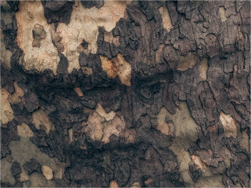 Detail Natur Abstrakt Hintergrund Rinde Baum Textur Number 16