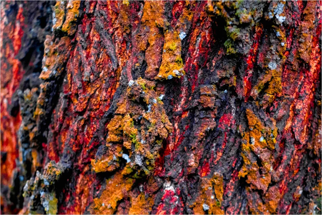 Detail Natur Abstrakt Hintergrund Rinde Baum Textur Number 17