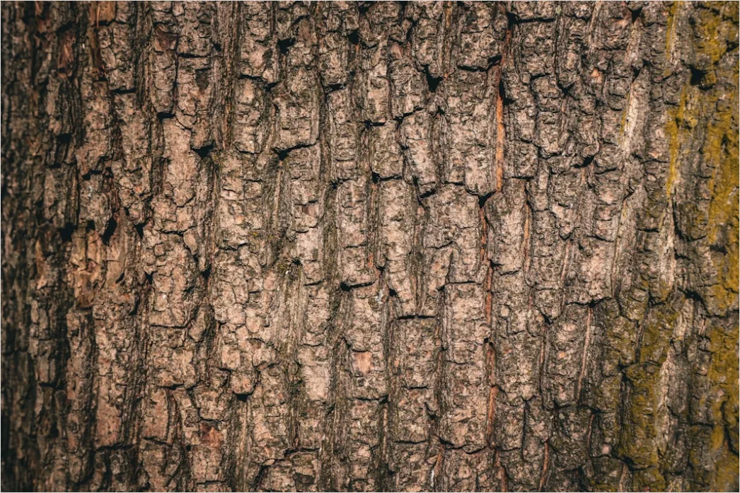 Detail Natur Abstrakt Hintergrund Rinde Baum Textur Number 19