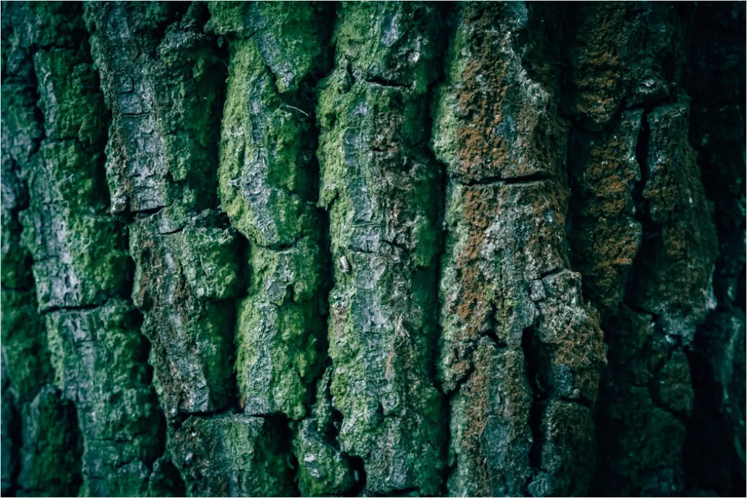 Detail Natur Abstrakt Hintergrund Rinde Baum Textur Number 20