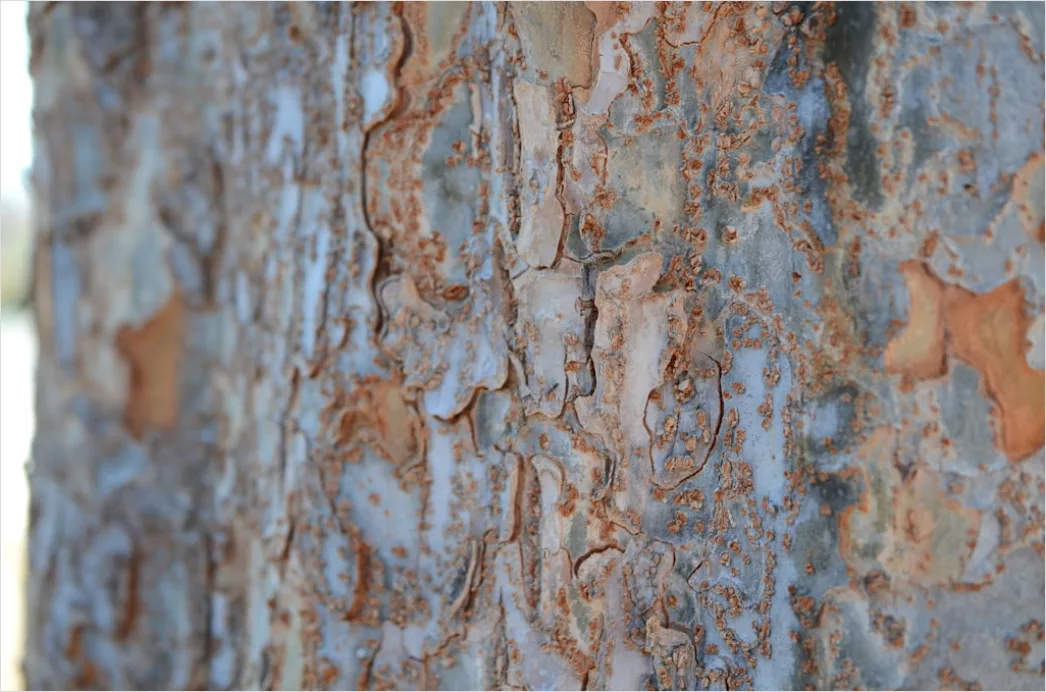 Detail Natur Abstrakt Hintergrund Rinde Baum Textur Number 3