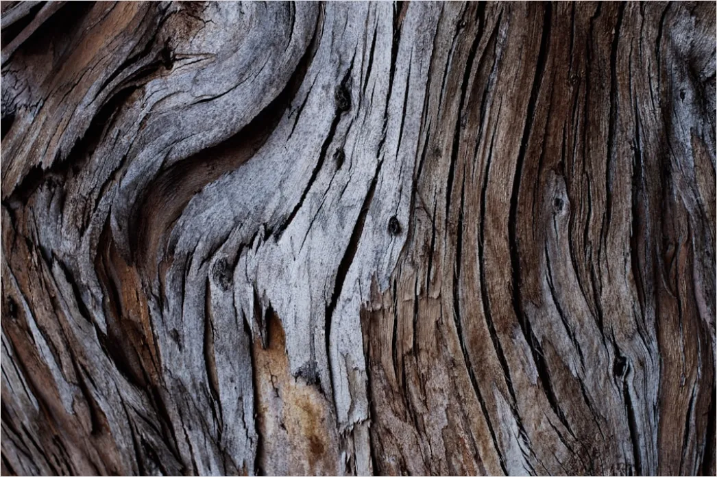 Detail Natur Abstrakt Hintergrund Rinde Baum Textur Number 4