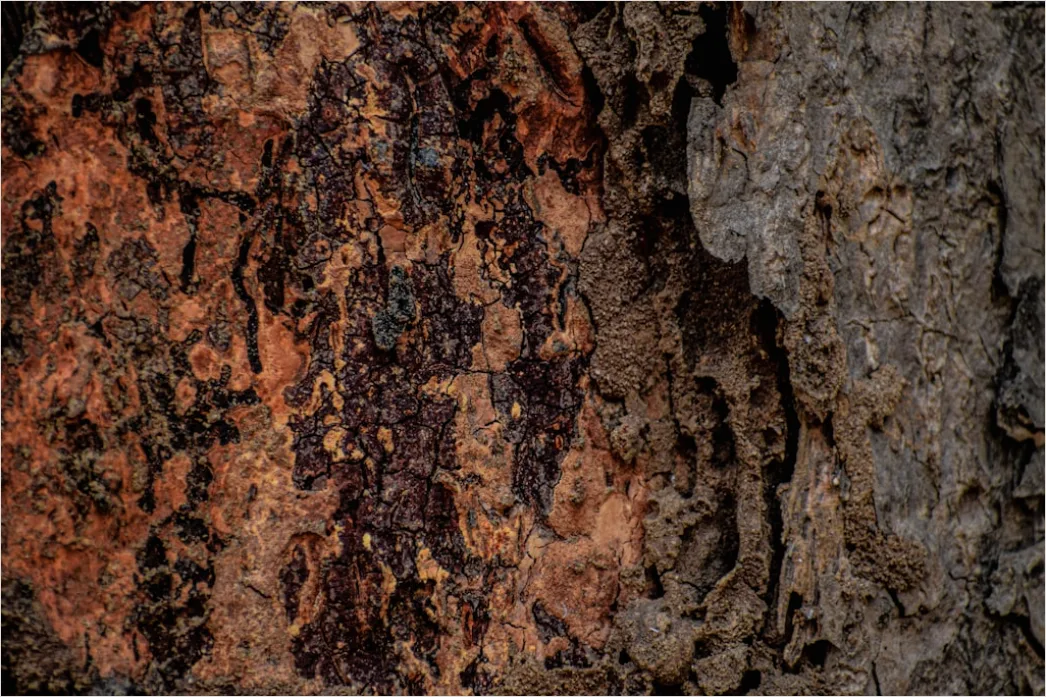 Detail Natur Abstrakt Hintergrund Rinde Baum Textur Number 5