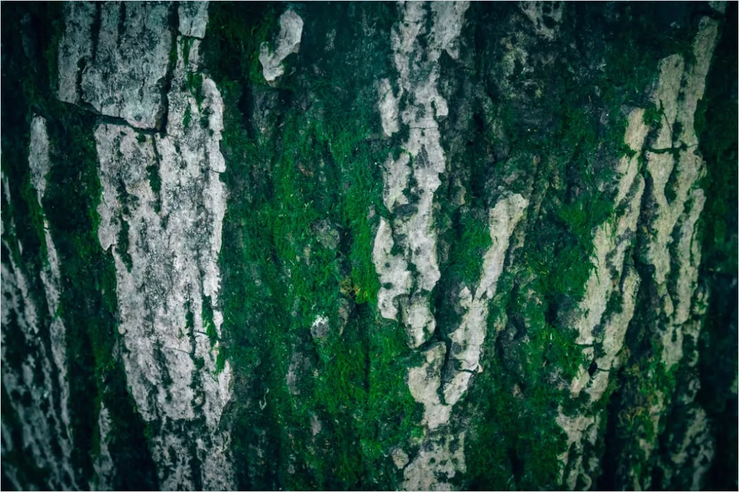 Detail Natur Abstrakt Hintergrund Rinde Baum Textur Number 6