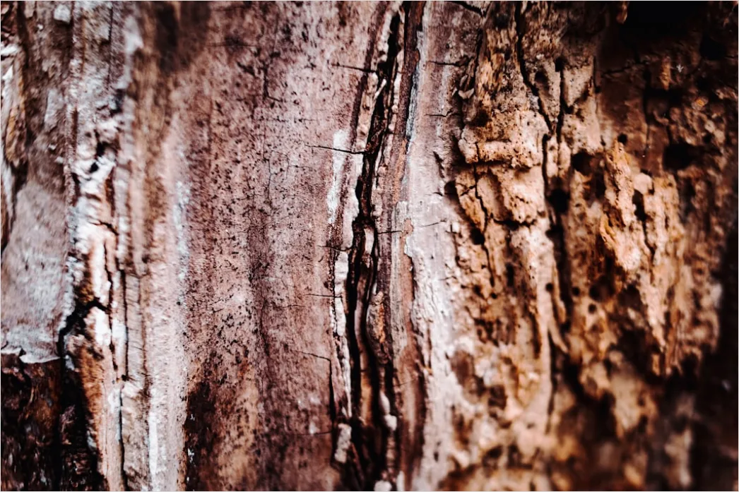 Detail Natur Abstrakt Hintergrund Rinde Baum Textur Number 7