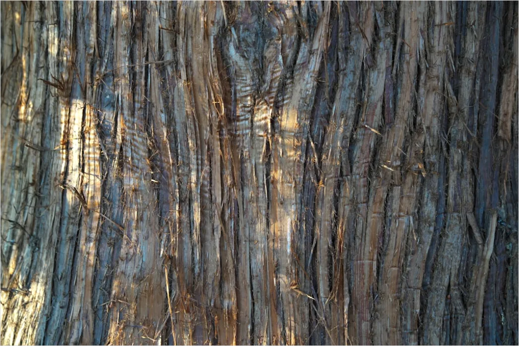 Detail Natur Abstrakt Hintergrund Rinde Baum Textur Number 8