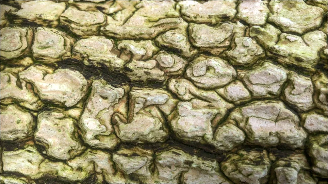 Detail Natur Abstrakt Hintergrund Rinde Baum Textur Number 10