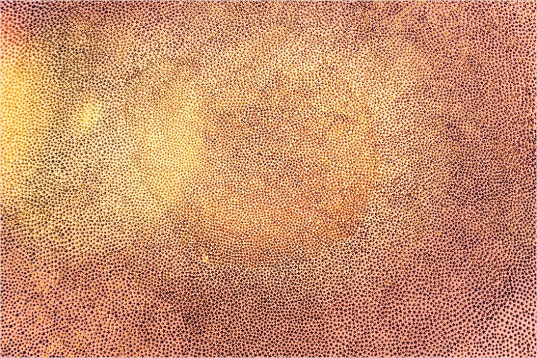Detail Organisch Abstrakt Erde Textur Hintergrund Number 9