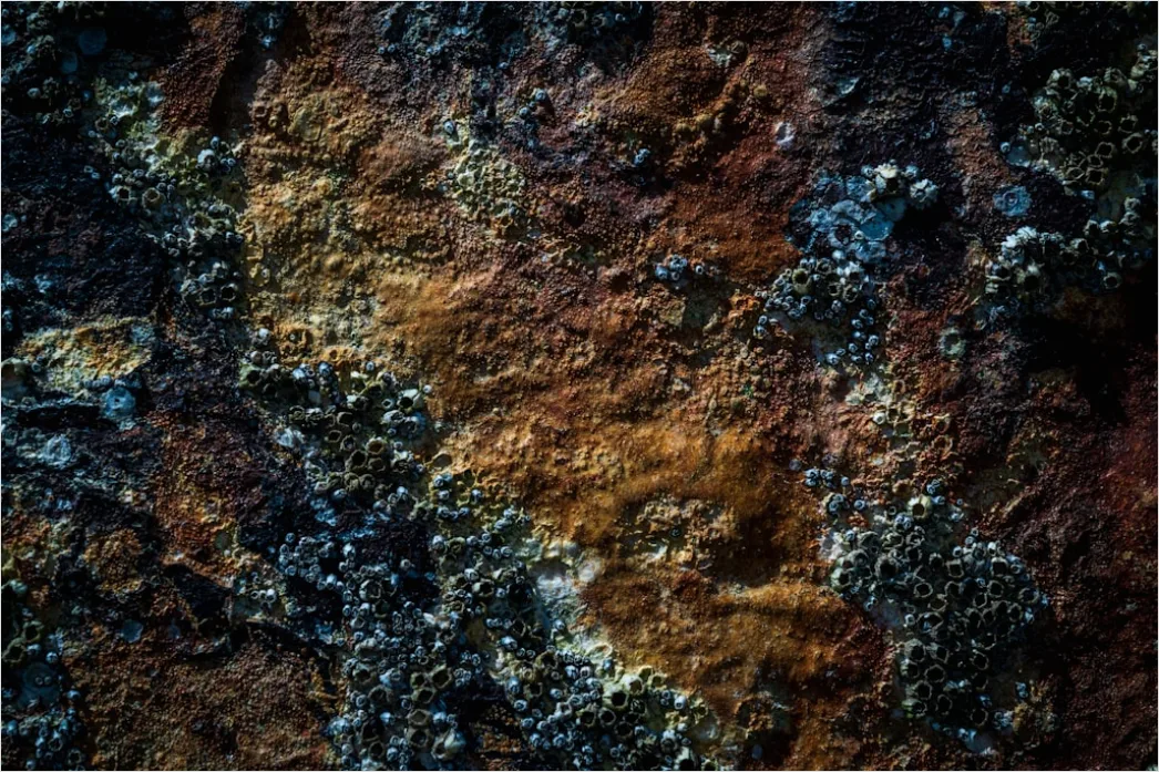 Detail Organisch Abstrakt Hintergrund Fels Textur Number 9