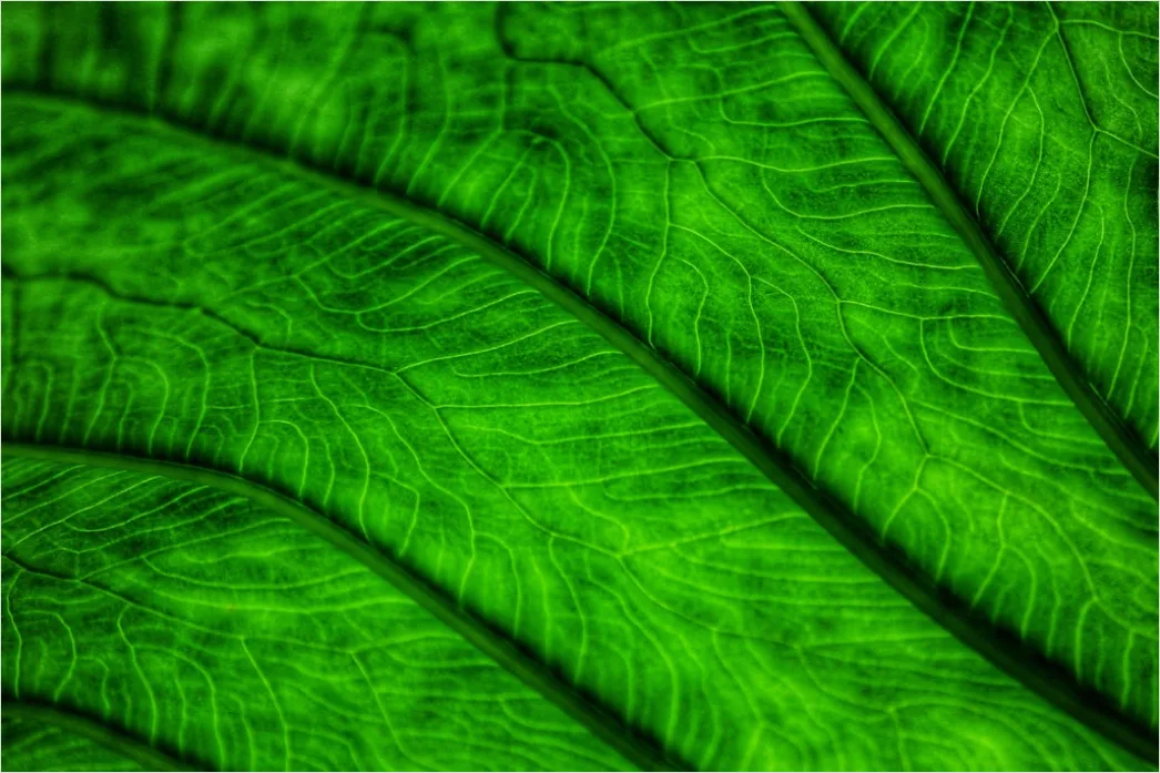 Detail Organisch Abstrakt Hintergrund Natur Formen Number 2