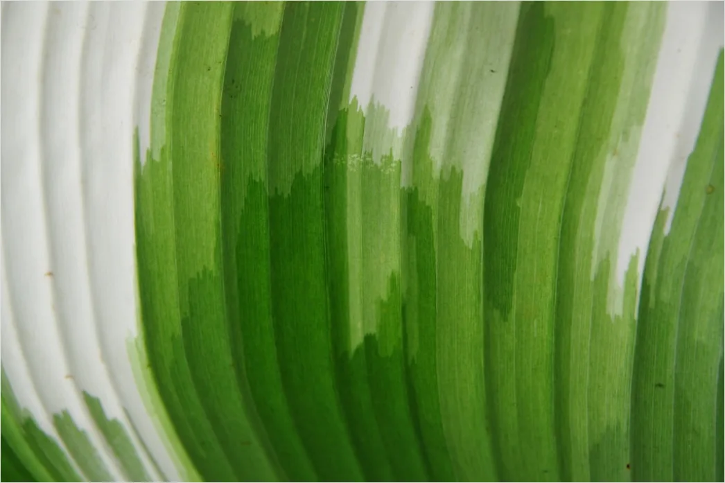 Detail Organisch Abstrakt Hintergrund Natur Formen Number 6