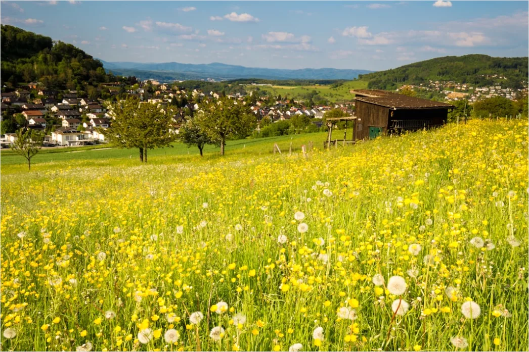 Ostern Fruehling Blumen Wiese Outdoor 0a5d
