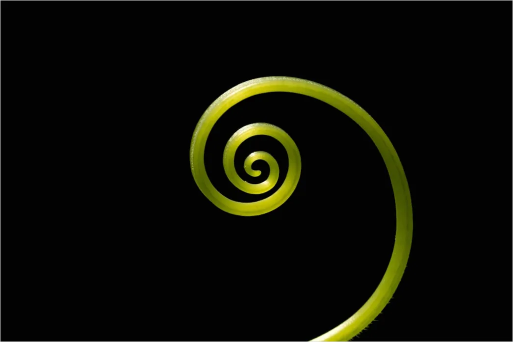 Detail Spirale Abstrakt Hintergrund Fraktal Muster Number 2