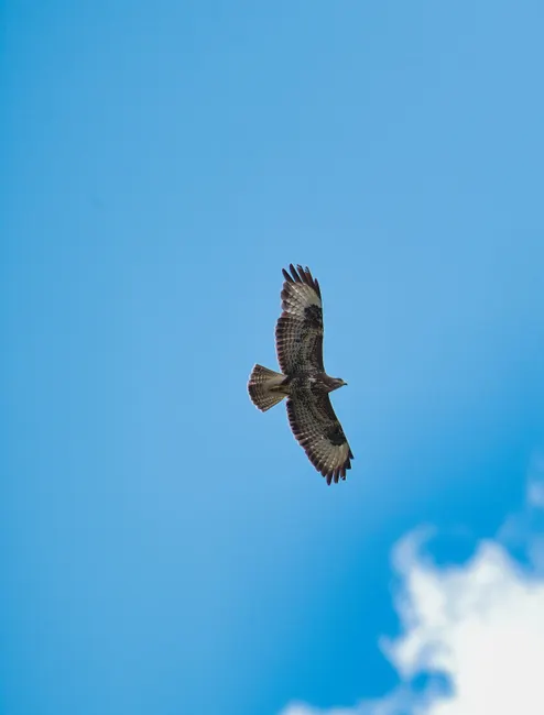 Adler Flug Freiheit Blauer Himmel 1b7b