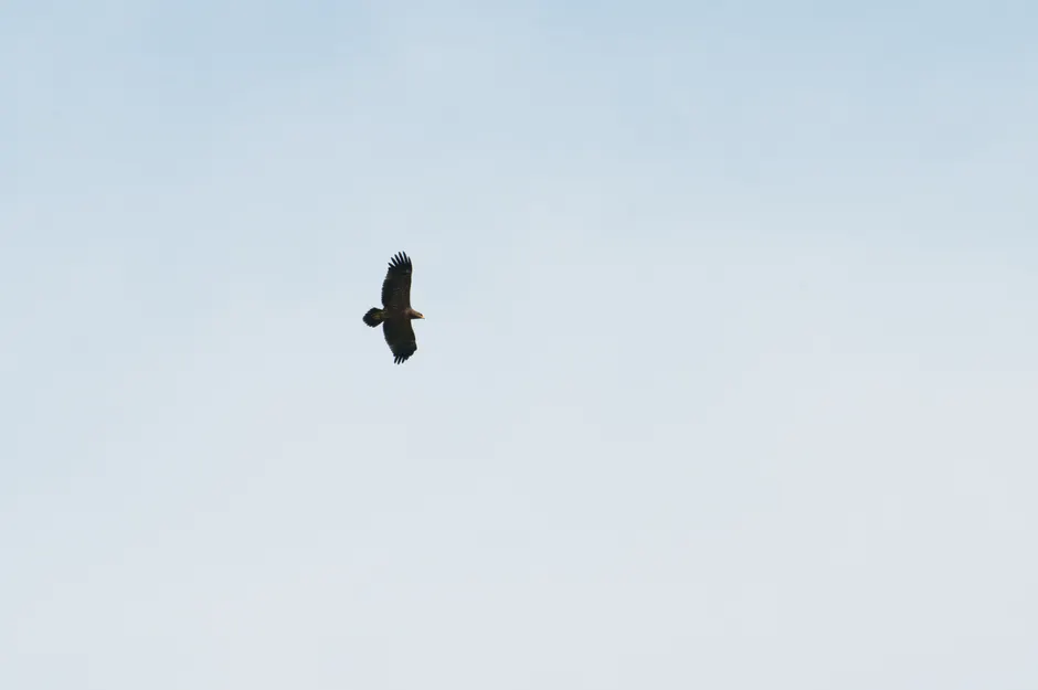 Detail Adler Flug Freiheit Blauer Himmel Number 2